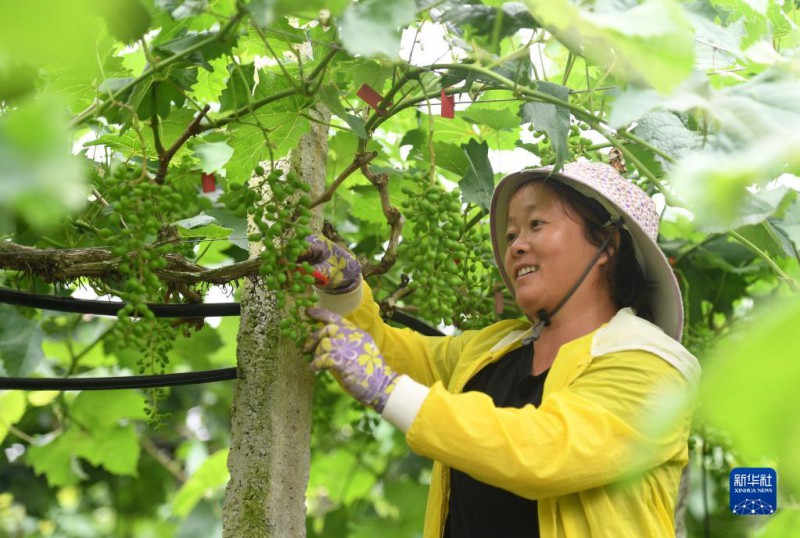5月6日，在廣西東蘭縣武篆鎮(zhèn)東里村葡萄園，村民在管護(hù)葡萄。