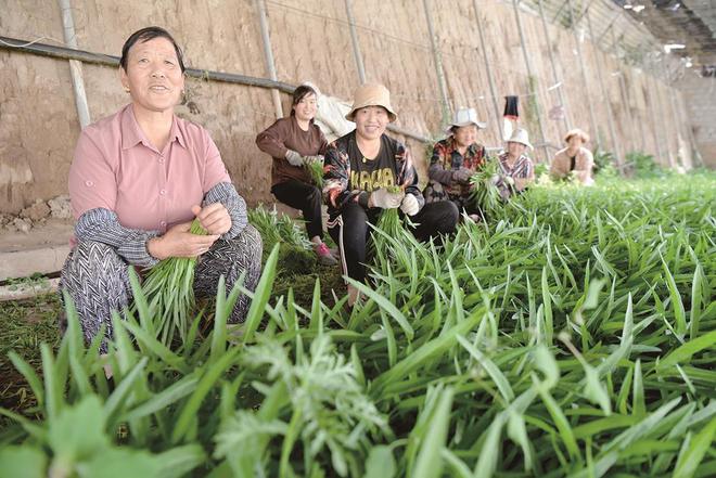 7月5日，在青?；萏镛r(nóng)業(yè)種植基地內(nèi)，農(nóng)戶收割蔬菜。攝影：鄧建青